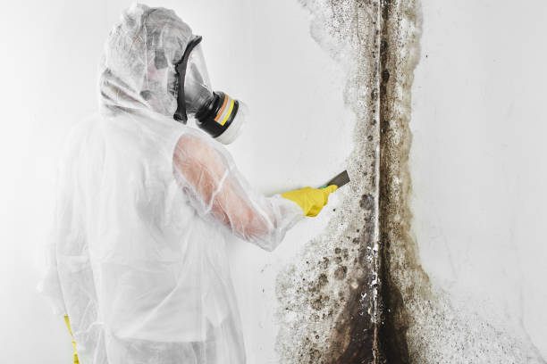 Best Post-Flood Mold Remediation in Winsted, MN