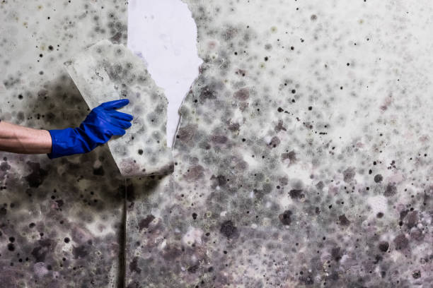Best Attic Mold Remediation in Winsted, MN