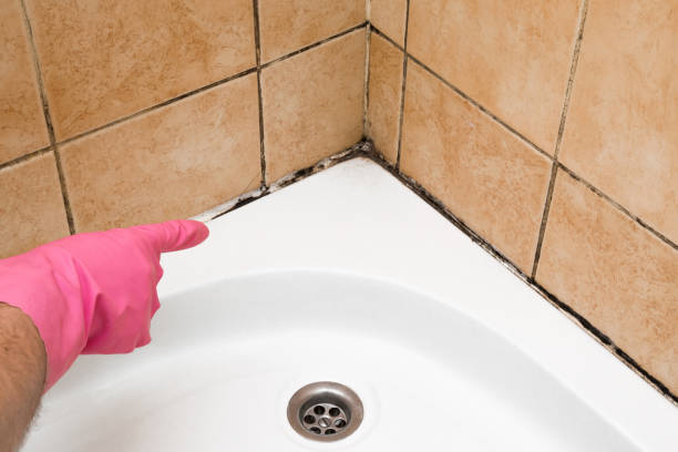 Best Bathroom Mold Remediation in Winsted, MN