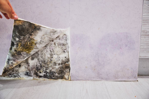 Best Basement Mold Remediation in Winsted, MN